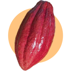 cacao trinitario