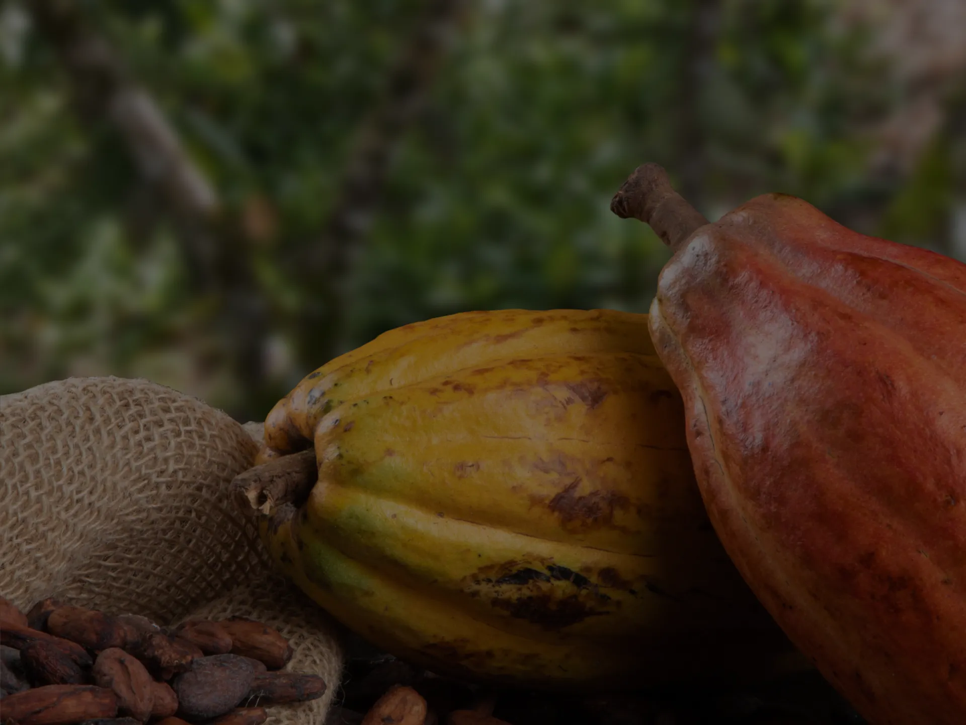 frutos de cacao y granos de cacao secado